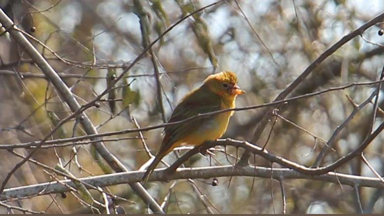 Formosa Plastics Corporation, U.S.A. Bird Count